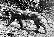 A well known picture of a Javan tiger (1938)