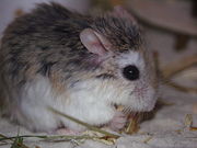 Roborovski hamster (Phodopus roborovskii)