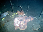 Parborlasia corrugatus from the Ross Sea