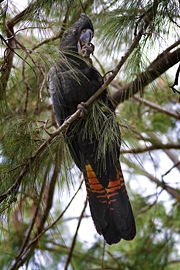 Red Tailed Black Cockatoo feasting on the seeds of a Casuarina tree on McMinn St, Darwin, Northern Territory, Australia.