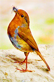 Adult with a fly caught as prey(Erithacus rubecula rubecula)