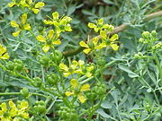 Common Rue in flower