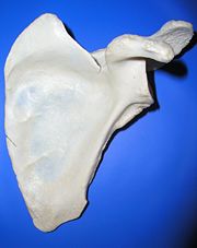 Scapula ant.jpg