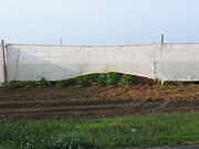 Shade grown tobacco field in East Windsor, Connecticut