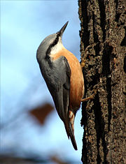 A Eurasian Nuthatch climbing a tree trunk in search of food