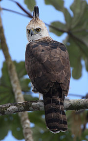 Juvenile Ornate Hawk EagleSpizaetus ornatus