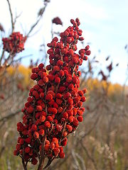 Sumac fruit in fall