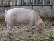 A domestic pig on an organic farm in Solothurn, Switzerland