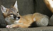 Swift Fox.jpg