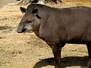 Brazilian Tapir