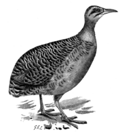 Great Tinamou, Tinamus major