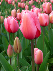 Cultivated tulip - Floriade 2005, Canberra