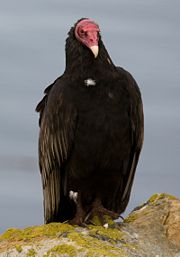 Urubu a tete rouge - Turkey Vulture.jpg