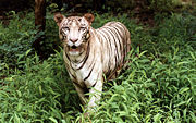 White Tiger cub