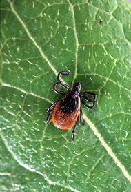 Adult deer tick.jpg