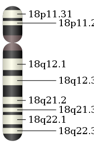 Chromosome 18.svg