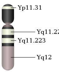 Chromosome Y.svg