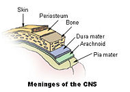 Illu meninges.jpg