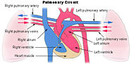 Illu pulmonary circuit.jpg