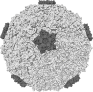 Rhinovirus.PNG