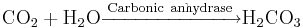 \mathrm{CO_2 + H_2O \xrightarrow{Carbonic\ anhydrase}
H_2CO_3}