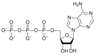 ATP structure revised.png