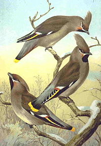 Bohemian Waxwings