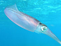 Caribbean Reef Squid, Sepioteuthis sepioidea