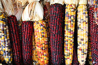 Variegated maize ears