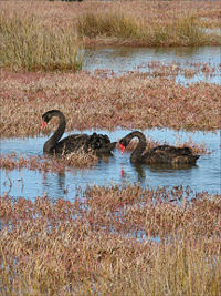 Cygnus pair.jpg