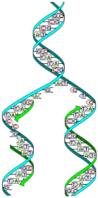 The replicator in virtually all known life is deoxyribonucleic acid. DNA's structure and replication systems are far more complex than those of the original replicator.[17]