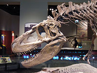 Dinosaur Park Daspletosaurus specimen, mounted at the Field Museum in Chicago.