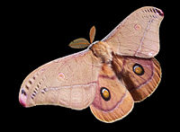 Emperor Gum Moth, Opodiphthera eucalypti