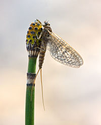 Ephemeroptera on Equisetum arvense.jpg