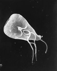 Giardia cell, SEM