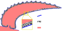 Halkieriid sclerite structure[40]