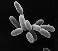 Halobacteria sp. strain NRC-1, each cell about 5 μm in length.