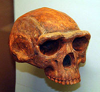 Homo erectus, Natural History Museum, Ann Arbor, Michigan