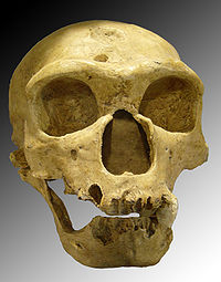 Skull of Homo neanderthalensis