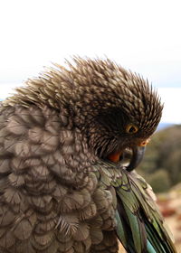 Kea head.jpg