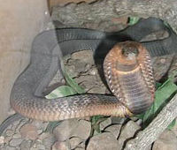 Egyptian cobra, Naja haje