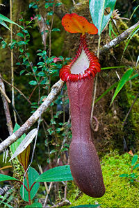 Upper pitcher of Nepenthes edwardsiana