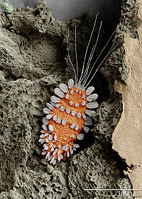 Peacock mite, Tuckerella sp.