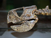 Mounted cast of a Psittacosaurus mongoliensis skull at the Australian Museum, Sydney.