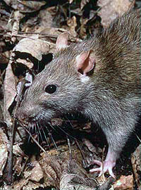 The common Brown Rat (Rattus norvegicus)