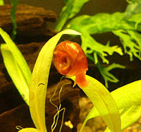 Freshwater snail