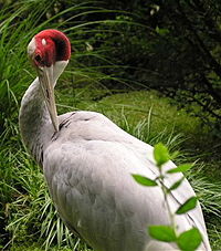 Indian Sarus CraneGrus antigone antigone