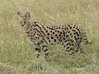 Serval in Tanzania.jpg