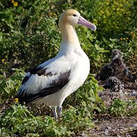 Short-tailed Albatross (Phoebastria albatrus)