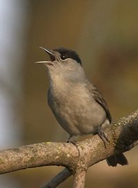 Blackcap